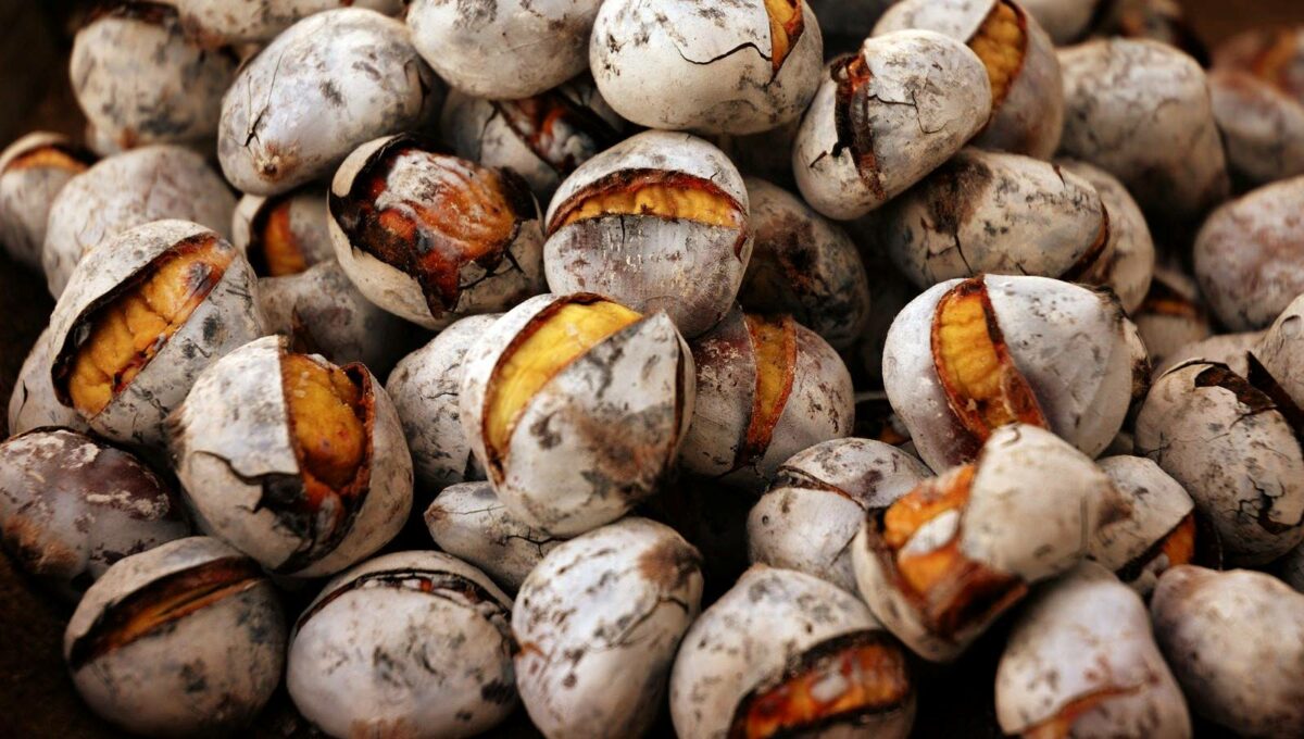 Read more about the article Magusto na Zebreira