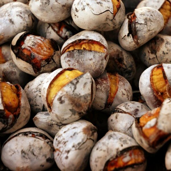 Read more about the article Magusto na Zebreira