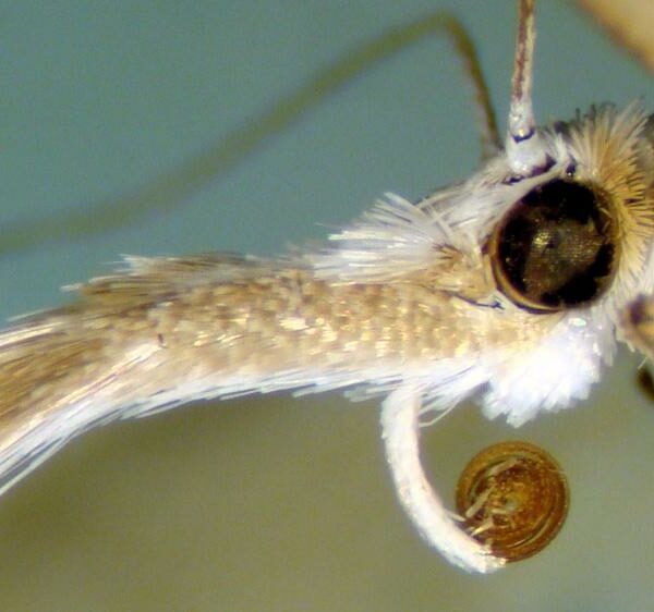 Read more about the article Lepidópteros aos montes!